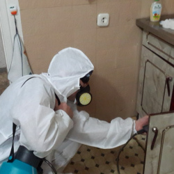 Дезинфекция от муравьев в квартире в Лосиноостровском районе Москвы